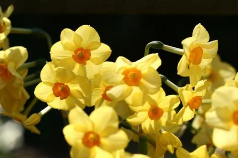 Flower closeup Foto stock