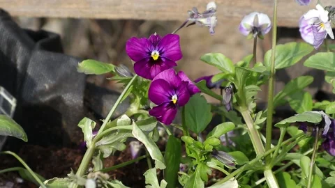 Flower closeup view Stock Footage 160109100