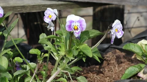 Flower closeup view Stock Footage 160109358