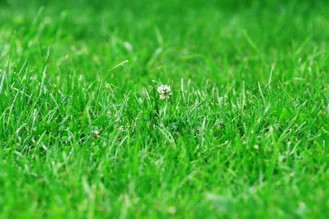 Flower of clover Stock Photos