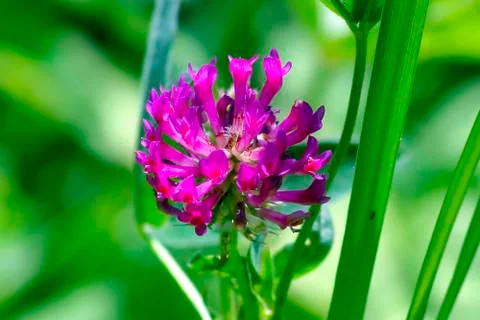 Flower clover Stock Photos