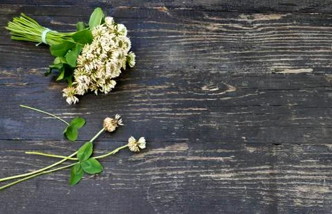 Flower clover Stock-Fotos