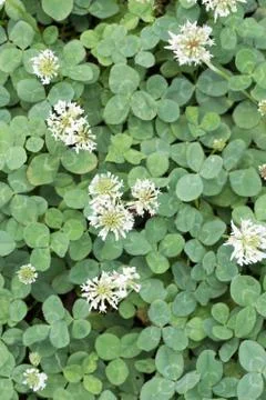 Flower of clover Stock Photos