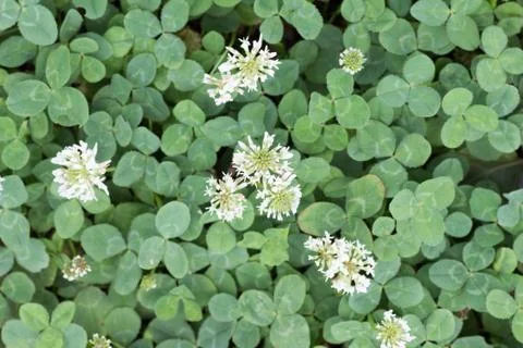 Flower of clover Stock Photos