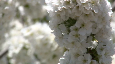 Flower cluster close-up moved by the wind Stock Footage 49553242