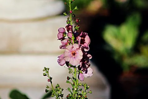 Flower Cluster Fotos de archivo