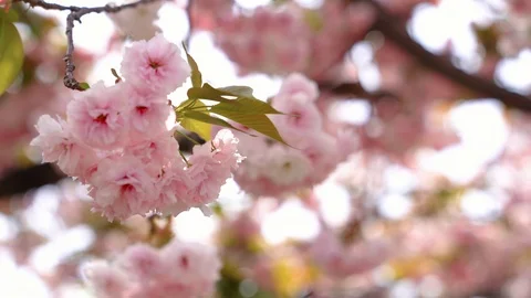 Flower cluster swaying in the wind Stock-Footage 96419472