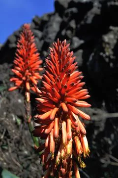 The flower of the cockscomb Stock Photos