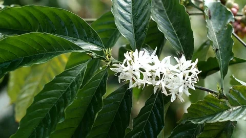 Flower coffee in coffee farm Stock Footage 95970280
