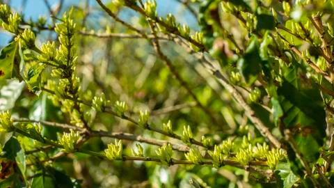 Flower of Coffee. Stock Photos