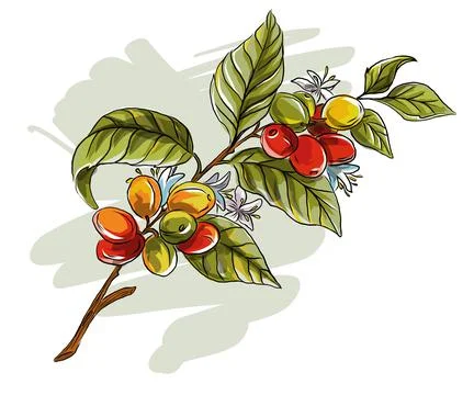Flower coffee tree branch template in hand drawn style. illustration of vietn Stock Illustration