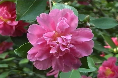 Flower-colauge 库存影片 125034