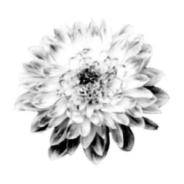 Flower collage. Design element in trendy dotted pop art style. Retro halftone Stock-Illustration