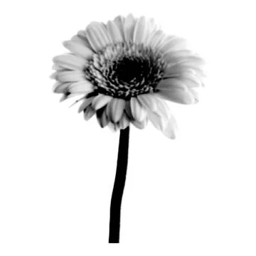 Flower collage. Design element in trendy dotted pop art style. Retro halftone Stockillustratie