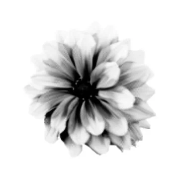 Flower collage. Design element in trendy dotted pop art style. Retro halftone 스톡 일러스트
