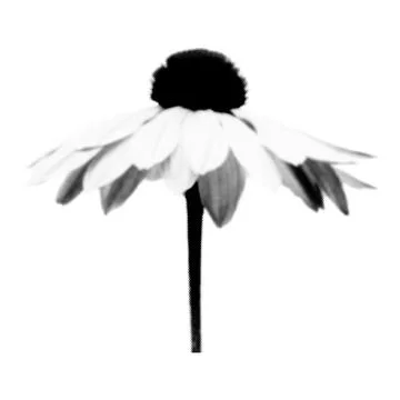 Flower collage. Design element in trendy dotted pop art style. Retro halftone 스톡 일러스트