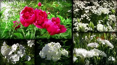 Flower collage Stock Footage 10684355