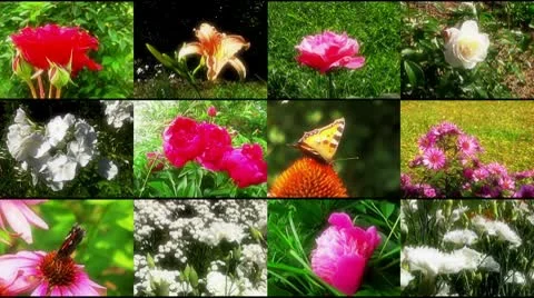 Flower collage Stock Footage 10700442