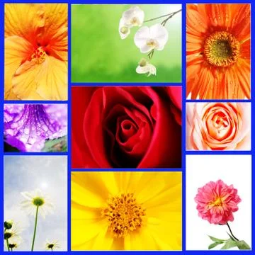 Flower Collage Stock Illustration