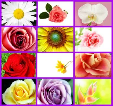 Flower Collage Stock Illustration