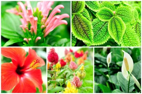 Flower collage Stockfoto's