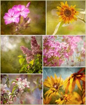 Flower collage. Stock Photos
