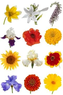 Flower collection, isolated on white background Stock Photos