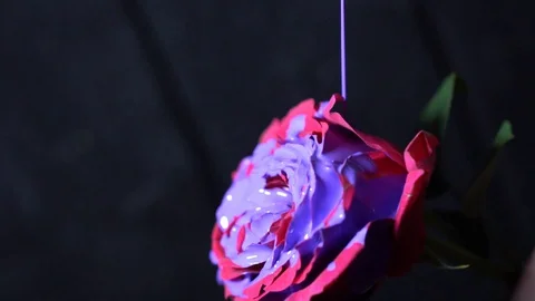 Flower color 1 Stock Footage 127850107