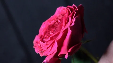 Flower color 2 Stock Footage 127850153