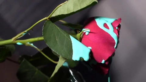 Flower color bleu Stock Footage 127850118