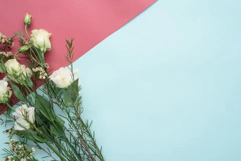 Flower composition of eustoma on pink blue background with copy space Stock Photos