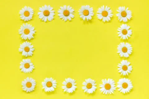 Flower composition. Frame floral rectangle wreath of flowers chamomile. Flat  Foto stock