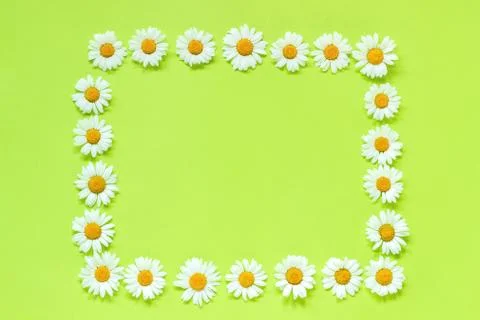 Flower composition. Frame floral rectangle wreath of flowers chamomile. Flat  Stock Photos