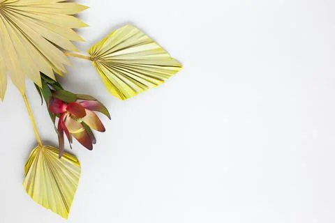 Flower composition made of dried palm leaves and exotic protea on pastel grey Stock Photos