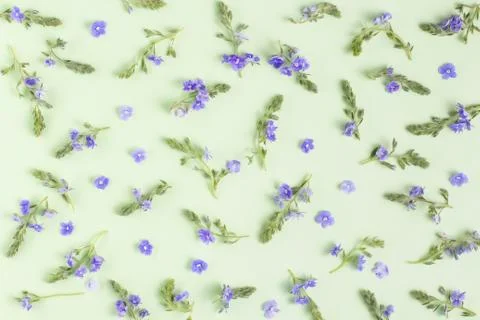 Flower composition. Pattern of blue flowers and sprigs of greenery on a pale  Stock Photos