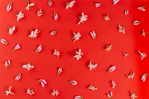 Flower composition, pattern, pink flowers on a red background. Top view, flat 写真素材