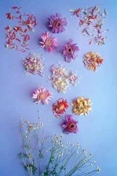 Flower composition. Foto stock