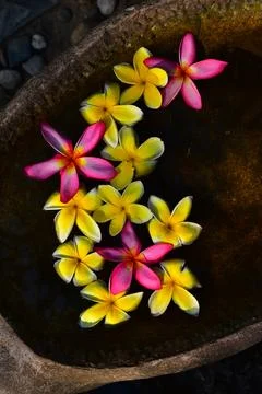 Flower composition Stock Photos