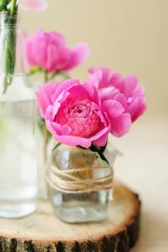 Flower composition with pink peonies Stock Photos
