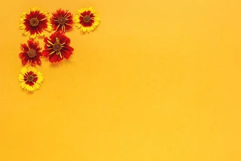 Flower composition. Several yellow red flowers in the top left corner on oran Stock Photos