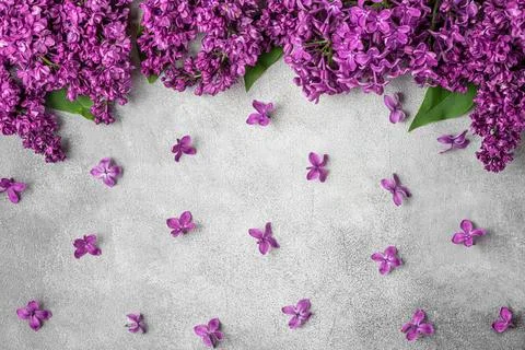 Flower composition. Spring purple lilac flowers on gray concrete background.. Stock Photos