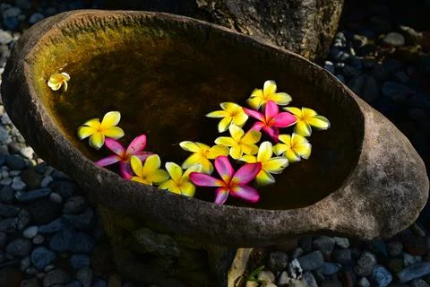 Flower composition. Thailand Stock Photos
