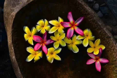 Flower composition. Thailand Stock Photos