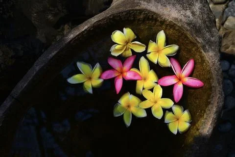 Flower composition. Thailand Stock Photos