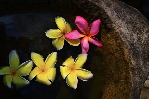 Flower composition. Thailand Stock Photos