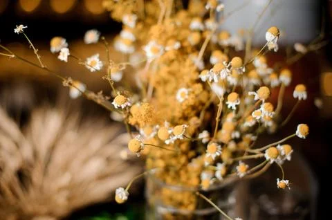 Flower composition of tiny and cute dried flowers Foto stock