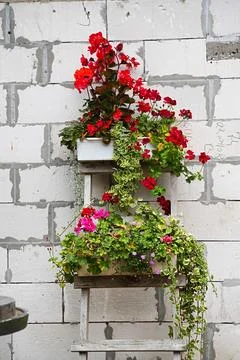 Flower composition using various plants in wooden rectangular containers Stock Photos