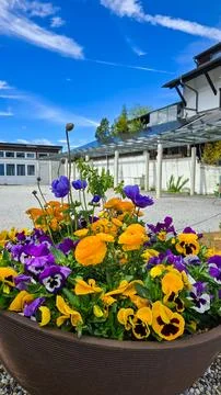 Flower composition in vertical format made of blue poppy, yellow ranunculus and Stock Photos