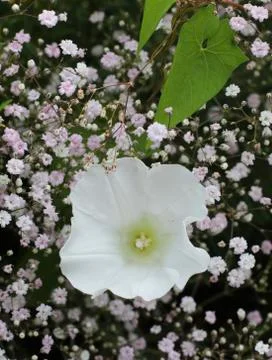 The Flower Composition with the White Bindweed 写真素材