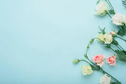 Flower composition, white eustoma and pink rose on blue background with copy Stock Photos